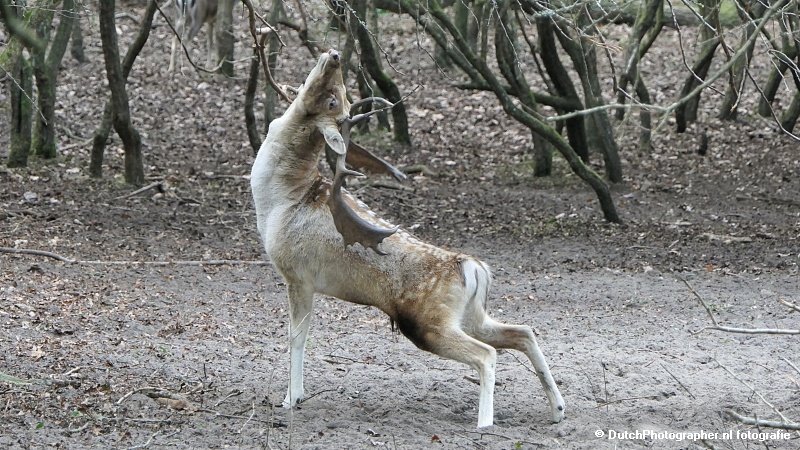 Bronst AWD