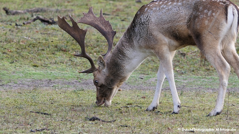 Bronst AWD